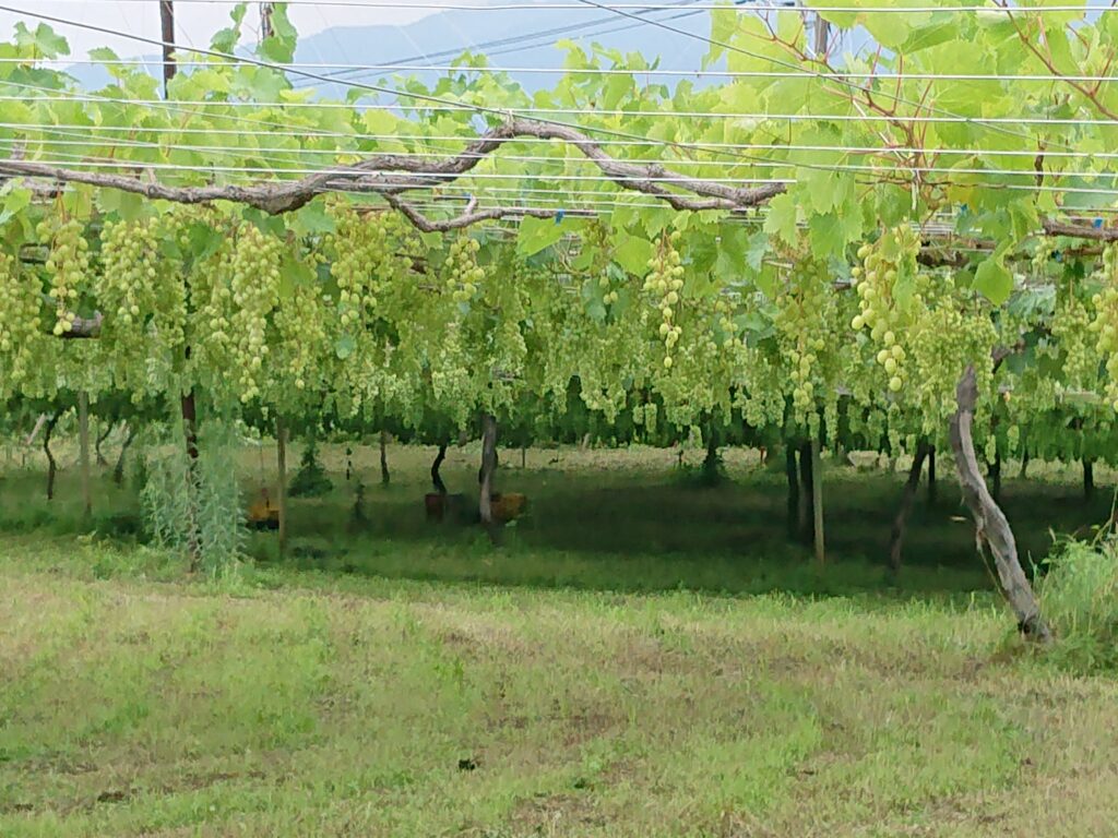 サンシャインマスカット